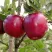 Яблоня РЕД ПРИНЦ в Чите