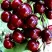Черешня ОЛЕНЬКА в Чите