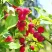 Яблоня КИТАЙКА ДОЛГО декоративная в Чите