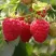 Малина РУДИ в Чите