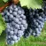 Виноград ВЭЛИАНТ в Чите
