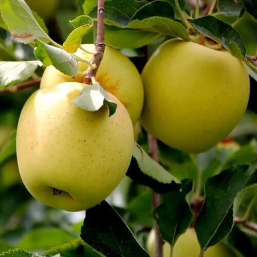 Яблоня ГОЛДЕН ВЛАДИМИРСКИЙ  Яблоня ГОЛДЕН ВЛАДИМИРСКИЙ в Чите