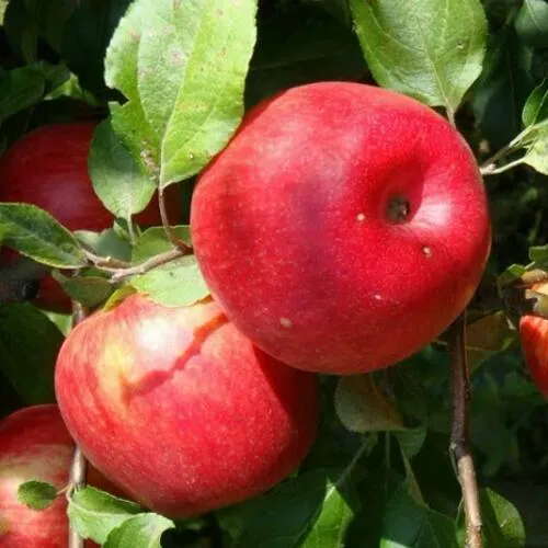 Яблоня ВАЛЕРИЯ  Яблоня ВАЛЕРИЯ в Чите