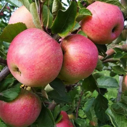 Яблоня ТЕРЕМОК  Яблоня ТЕРЕМОК в Чите