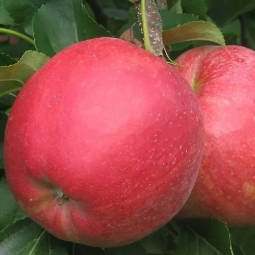 Яблоня РУБИН  Яблоня РУБИН в Чите