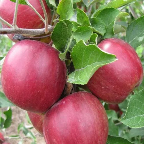 Яблоня МОСКОВСКОЕ ОЖЕРЕЛЬЕ колонновидная  Яблони Московское Ожерелье колонновидная в Чите