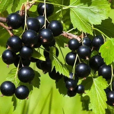 Саженцы смородины оптом  Саженцы смородины оптом в Чите