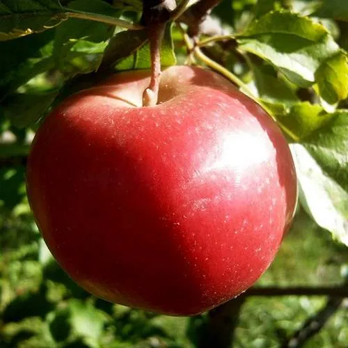 Яблоня НАСТЕНЬКА  Яблоня НАСТЕНЬКА в Чите