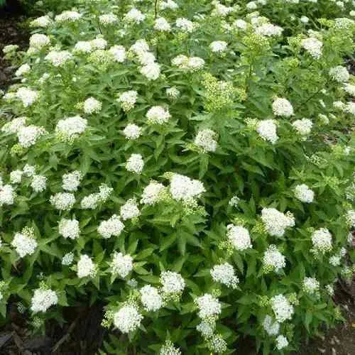 Спирея АЛЬБИФЛОРА японская  Спирея АЛЬБИФЛОРА японская в Чите