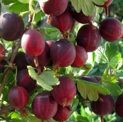 Cаженцы крыжовника оптом  Cаженцы крыжовника оптом в Чите