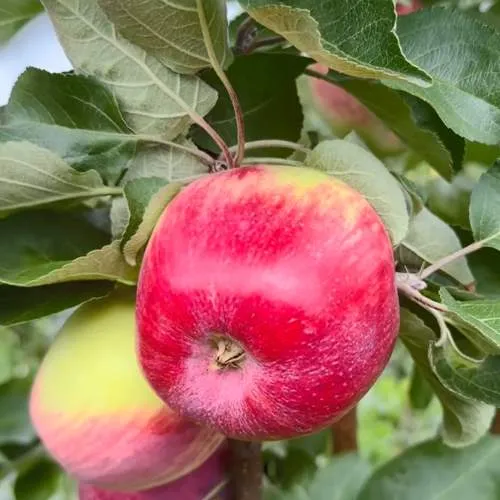 Яблоня АРБАТ колонновидная  Яблоня АРБАТ колонновидная в Чите