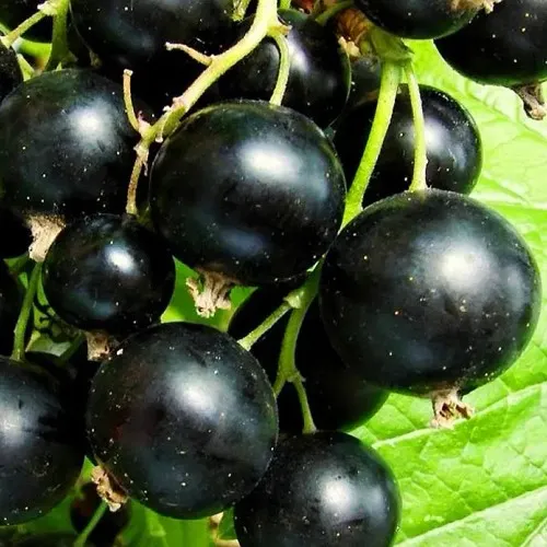 Смородина черная ДАЧНИЦА  Смородина черная ДАЧНИЦА в Чите