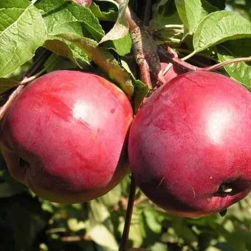 Яблоня ДАРУНАК  Яблоня ДАРУНАК в Чите