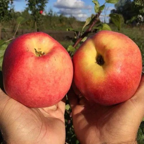 Яблоня КОВРОВОЕ стелющаяся  Яблоня КОВРОВОЕ стелющаяся в Чите