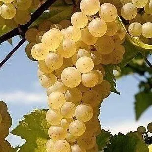 Неукрывные сорта  в Чите