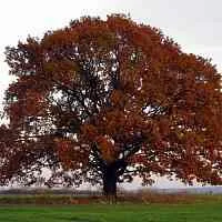 Дуб скальный в Чите