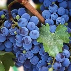 Винный  в Чите