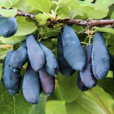 Саженцы жимолости оптом  Саженцы жимолости оптом в Чите