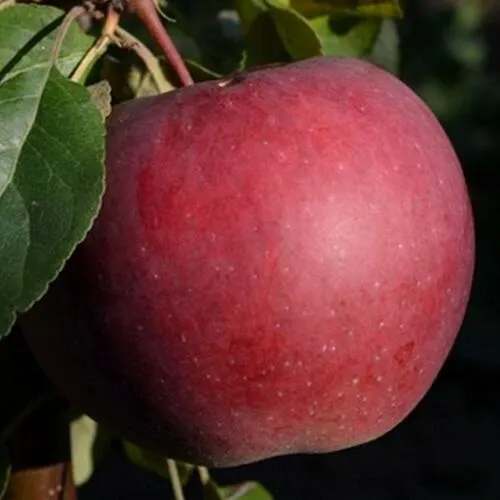 Яблоня БЕЛОРУССКОЕ СЛАДКОЕ  Яблоня БЕЛОРУССКОЕ СЛАДКОЕ в Чите