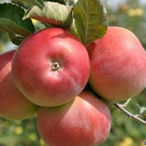 Яблоня ВЭМ-РОЗОВЫЙ  Яблоня ВЭМ-РОЗОВЫЙ в Чите