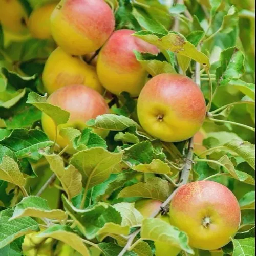 Яблоня ПАМЯТЬ БЛЫНСКОГО колонновидная  Яблоня ПАМЯТЬ БЛЫНСКОГО колонновидная в Чите