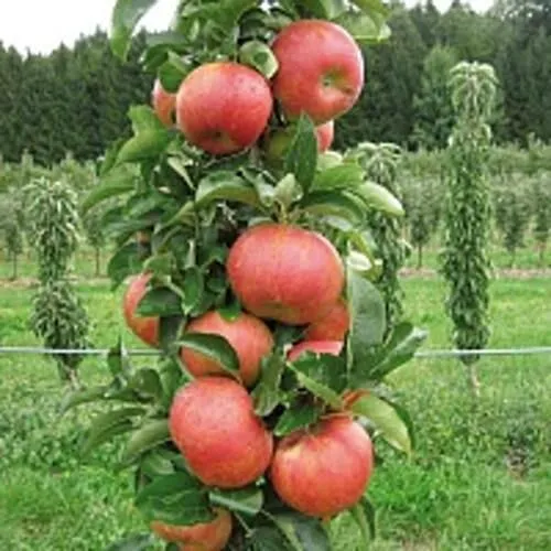 Яблоня ЯНТАРНОЕ ОЖЕРЕЛЬЕ колонновидная  Яблоня ЯНТАРНОЕ ОЖЕРЕЛЬЕ колонновидная в Чите