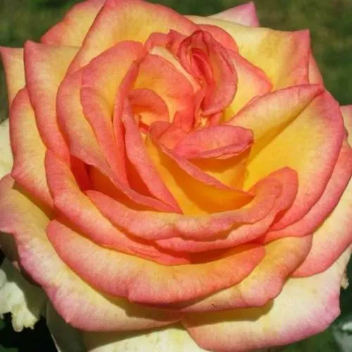 Саженцы роз АМАЗОНКА чайно-гибридная  Саженцы роз АМАЗОНКА чайно-гибридная в Чите