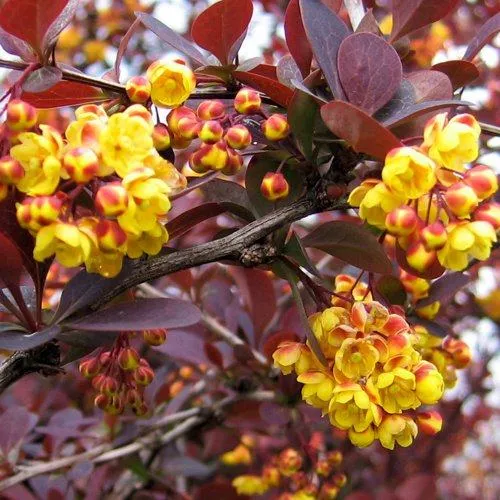 Барбарис СУПЕРБА оттавский   Барбарис СУПЕРБА оттавский  в Чите