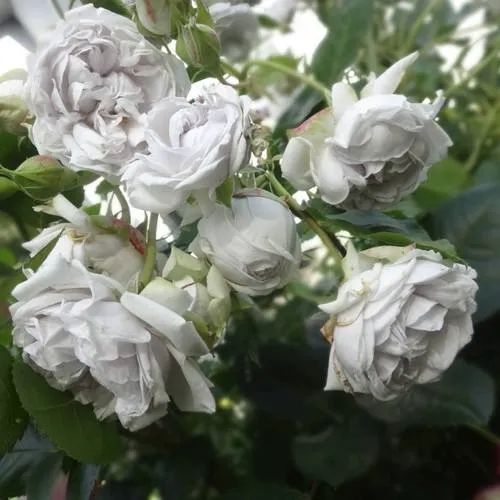 Саженцы роз ГРИЗЕЛИС шраб  Саженцы роз ГРИЗЕЛИС шраб в Чите