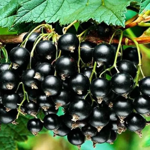 Смородина черная АТЛАНТ  Смородина черная АТЛАНТ в Чите