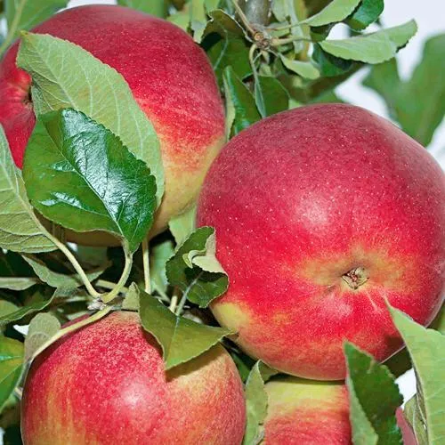 Яблоня СЕНАТОР колонновидная  Яблоня СЕНАТОР колонновидная в Чите