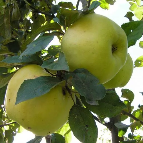 Яблоня АНТОНОВКА ОБЫКНОВЕННАЯ  Яблоня Антоновка Обыкновенная в Чите