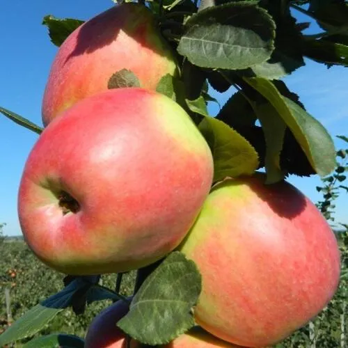 Яблоня БРЯНСКОЕ РОЗОВОЕ  Яблоня БРЯНСКОЕ РОЗОВОЕ в Чите