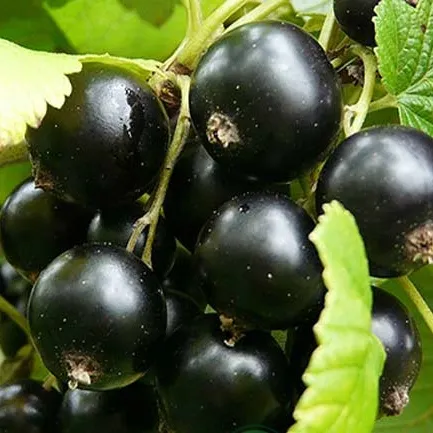 Смородина черная ЭБОНИ  Смородина черная ЭБОНИ в Чите