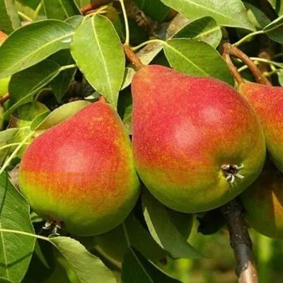 Саженцы груши оптом  Саженцы груши оптом в Чите