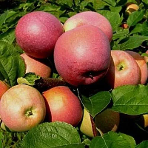 Яблоня СЛАВА ПОБЕДИТЕЛЯМ  Яблоня СЛАВА ПОБЕДИТЕЛЯМ в Чите