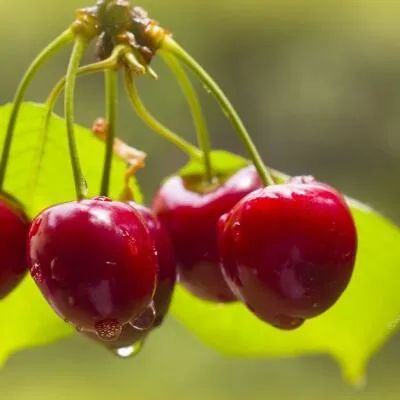 Черешня СИНЯВСКАЯ  Черешня СИНЯВСКАЯ в Чите