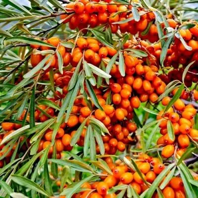 Саженцы облепихи оптом  Саженцы облепихи оптом в Чите