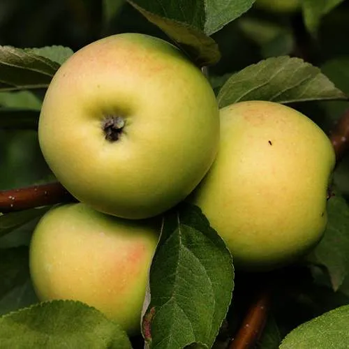 Яблоня ДАНИЛА  Яблоня ДАНИЛА в Чите