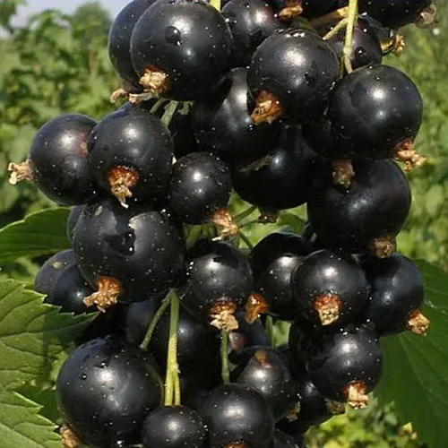 Смородина черная ИСКУШЕНИЕ  Смородина черная ИСКУШЕНИЕ в Чите