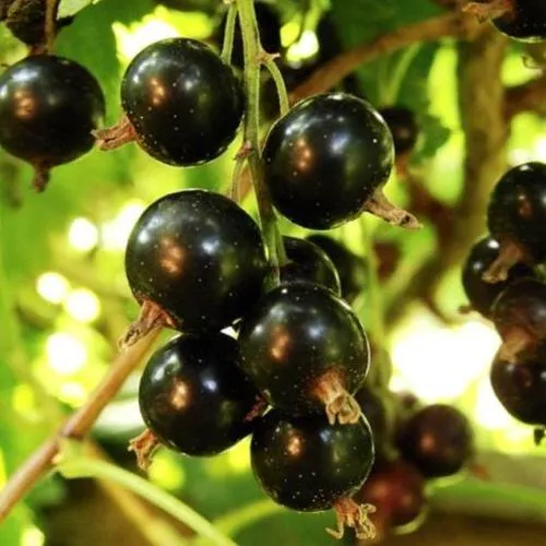 Смородина чёрная НАРА  Смородина чёрная НАРА в Чите