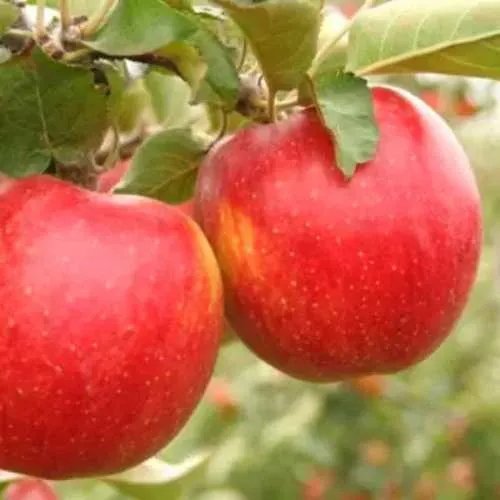 Яблоня ДЖОНАГОЛД  Яблоня ДЖОНАГОЛД в Чите