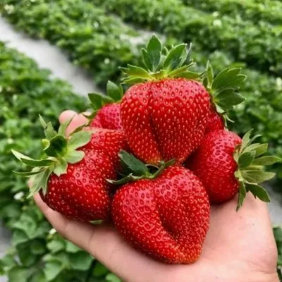 Крупные сорта клубники Крупные сорта клубники