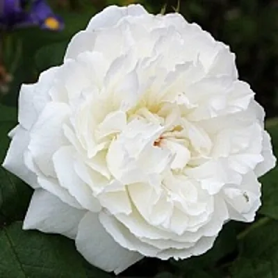 Саженцы роз ВИНЧЕСТЕР КАФЕДРАЛ английская  Саженцы роз ВИНЧЕСТЕР КАФЕДРАЛ английская в Чите