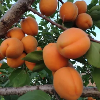 Абрикос ГОЛД РИЧ  Абрикос ГОЛД РИЧ в Чите