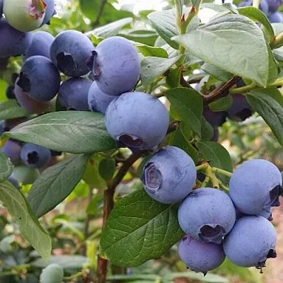 Голубика БЛЮГОЛД  Голубика БЛЮГОЛД в Чите