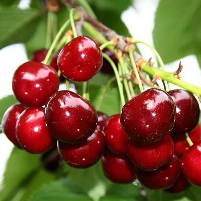 Черешня МИНЧАНКА  Черешня МИНЧАНКА в Чите