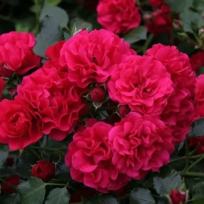 Саженцы роз РАДОСТЬ САДОВНИКА (ГАРТЕН ФРОЙДЕ) почвопокровная в Чите