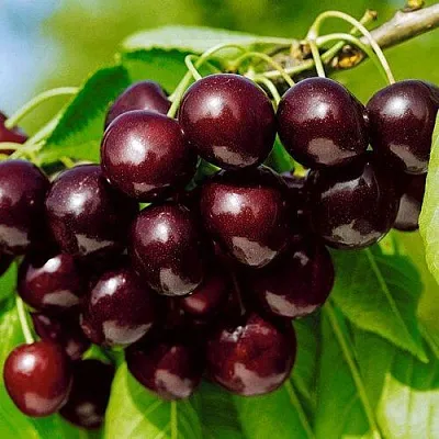 Черешня ВИТЯЗЬ  Черешня ВИТЯЗЬ в Чите