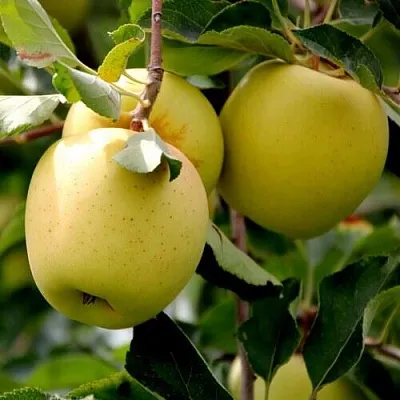 Яблоня ГОЛДЕН ВЛАДИМИРСКИЙ  Яблоня ГОЛДЕН ВЛАДИМИРСКИЙ в Чите